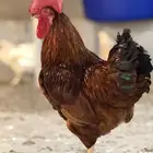 ديك مكس لوهمان وفرنسي