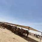 مضلات ابل
