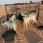 تيوس فل شحم مقفله