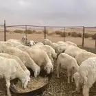 خرفان حريات