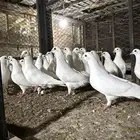 حمام  فرنسي