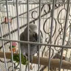 بغبغاء كاسكو