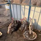 دجاج رومي