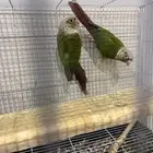 جوز كنيور اناناس