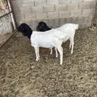 برابر ذبح خرفان