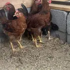 ديوك فرنسي