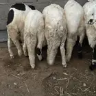 سواكن محليه انتاج
