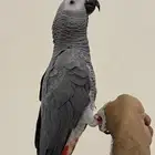 للبيع كاسكو سوبر سوبر جانبو انتاج محلي