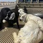 خروفين ورخله وتيس