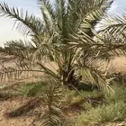 للبيع نخل سكري