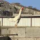 ديك باكستاني