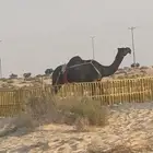 حواف بني هاجر