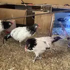 دواجن كلها ديوك زينه لافندر