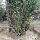 فسايل - جثيث صفري