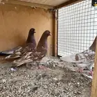 حمام هندي وقطائف