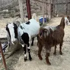 معزا للبيع
