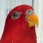 لوري شاترينق تم البيع