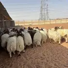 ذبائح تمايم عقيقه جبر خرفان نعيم