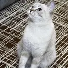 قطه للتبني