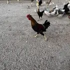 أطقم دجاج ديك ودجاجة عربي دم صافي يوجد اكثر من طقم