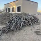 عسبان نخل الطول فوق 4 امتار