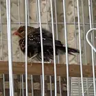 جوز عندليب وجوز زيبرا فراولة