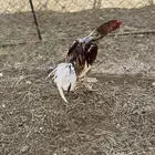 ديك بكستاني