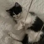 قط للتبني