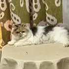 Pekeface cat