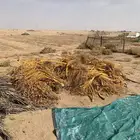 تمر علف متوفر كميه