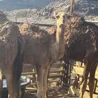 قعود أحمر