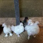 البيع دجاج قطني اذن زرق بقي وحدا ديك
