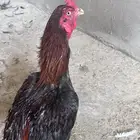 ديك باكستاني