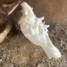 حمام كشكي