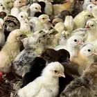 صوص دجاج بلدي