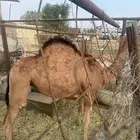 خلفه ساحليه للبيع
