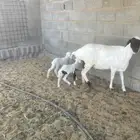 بربريه معها 2