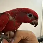 لوري فرخ احمر