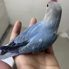 فروخ روز شبه اليفه ((تم البيع))