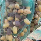فسايل خلاص كبيره