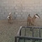 عنزين جنوبيه للبيع