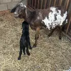 عرضين خلفه ودواغير