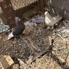 منوعات سلام عليكم حمام للبيع
