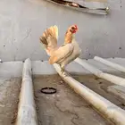 جوز دجاج سيراما