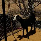 جمده و طلي للبيع