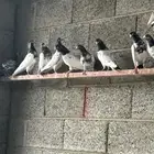 خمسه أزواج تيدي بيور. تم البيع