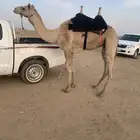 قعود ثني طابع شداد