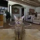 قط سكاوتش ستريت تبني