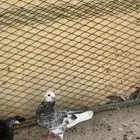 حمام قطيف
