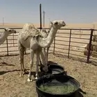 قعود قصب